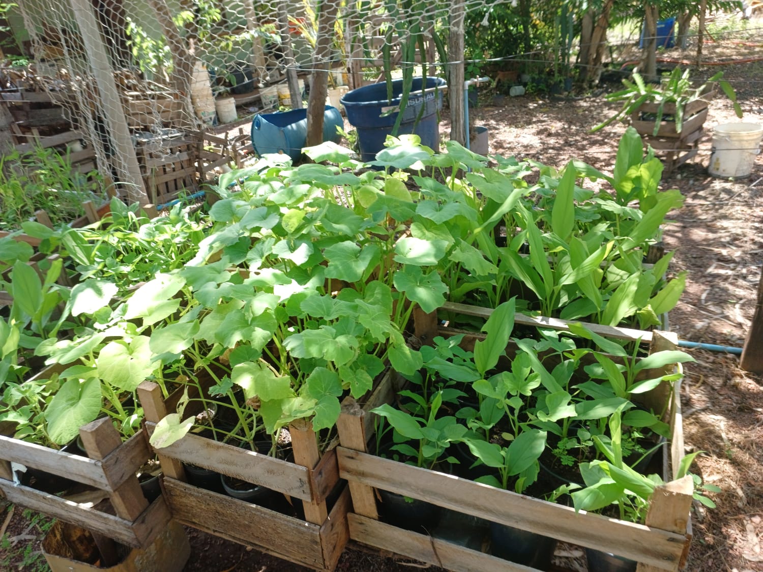 Mudas saudáveis e vigorosas crescidas com Frutífera