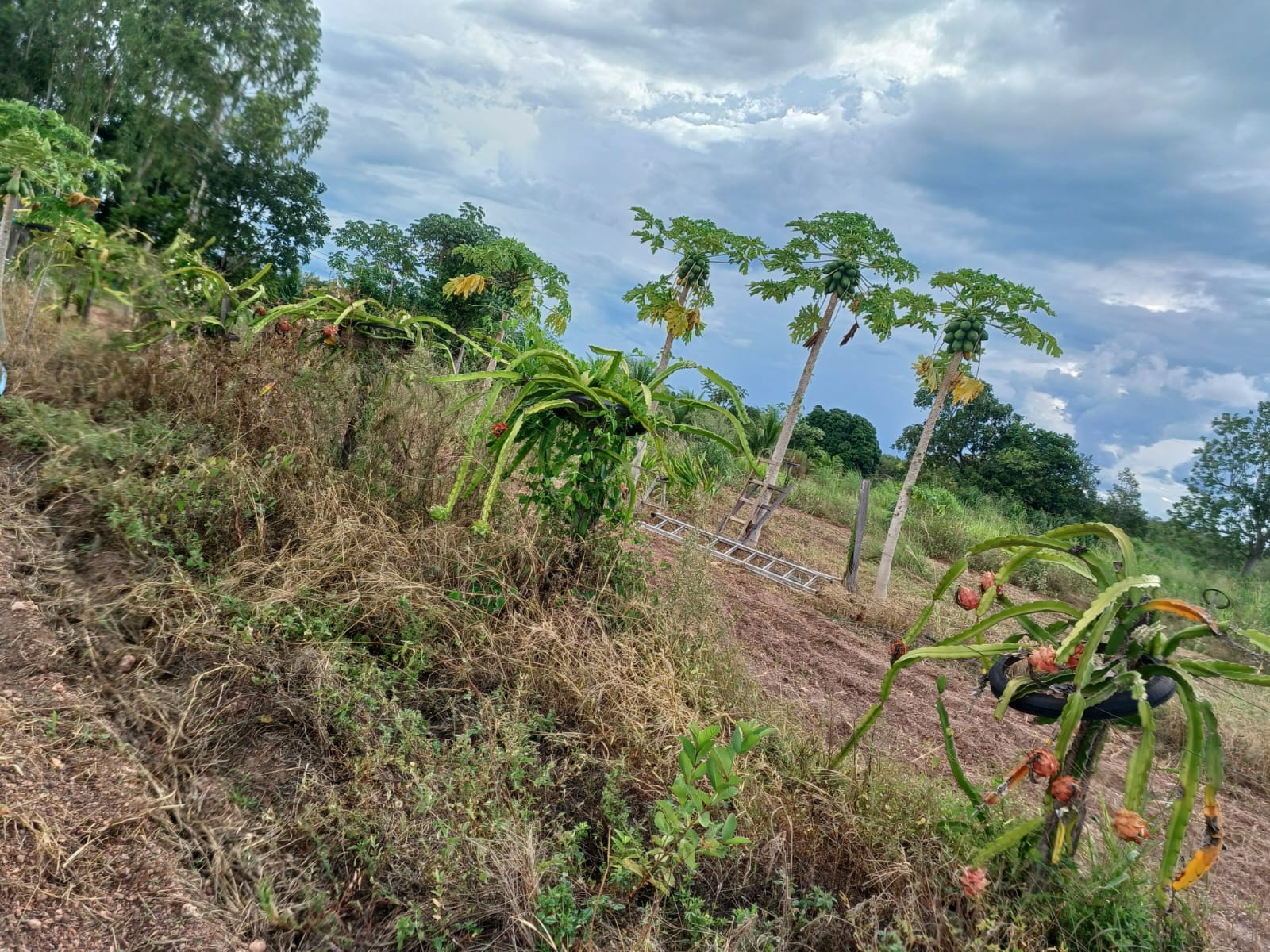 Gabriel Gatti com colheita abundante — abóboras enormes produzidas com adubo orgânico