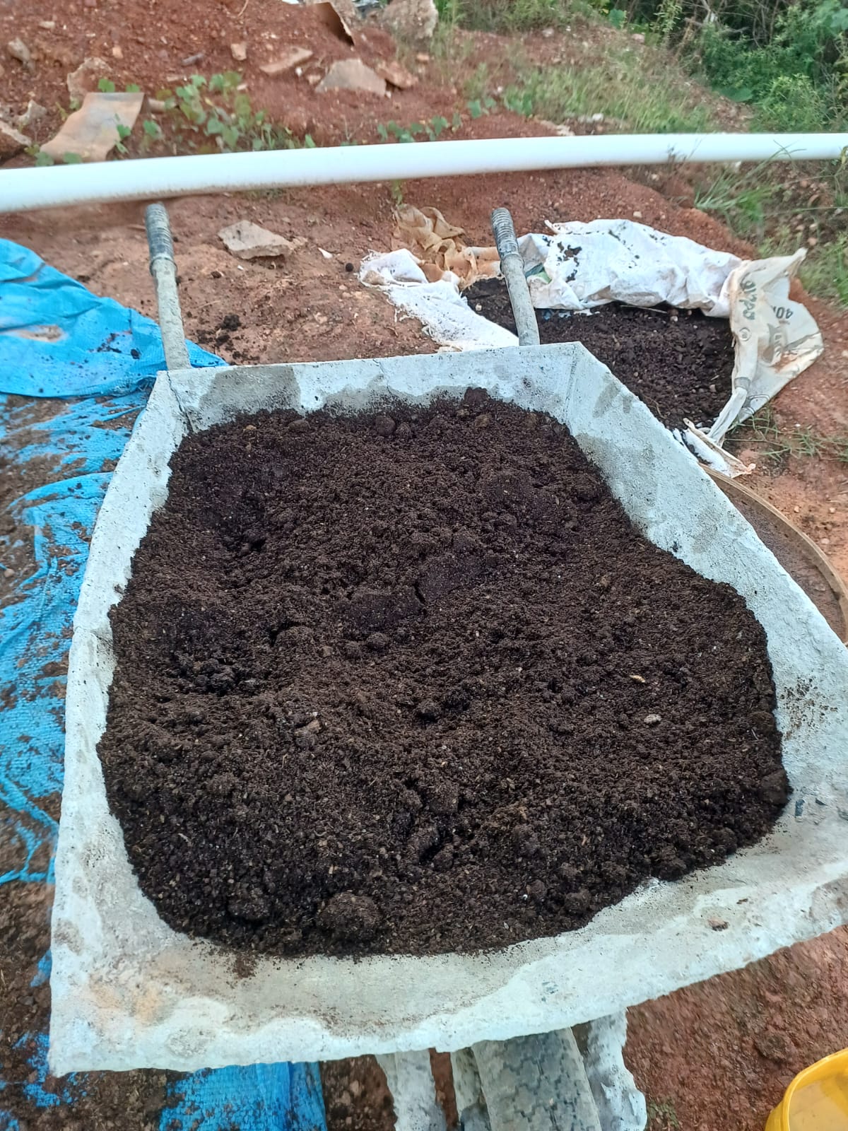 Plantio vigoroso com Frutífera — mamoeiros e pitaias produzindo frutos em Cuiabá